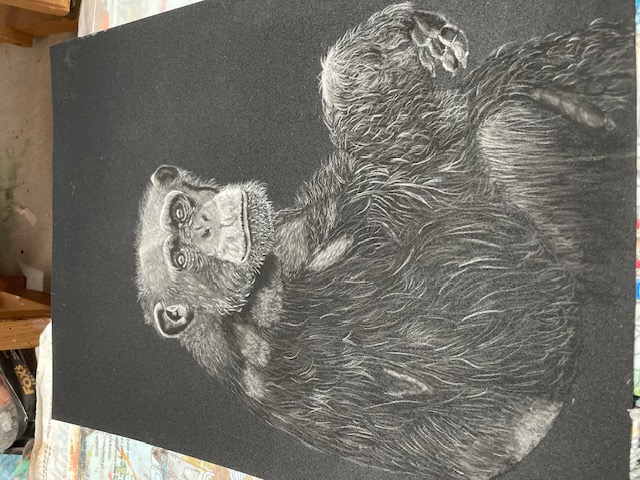 Chico the chimpanzee